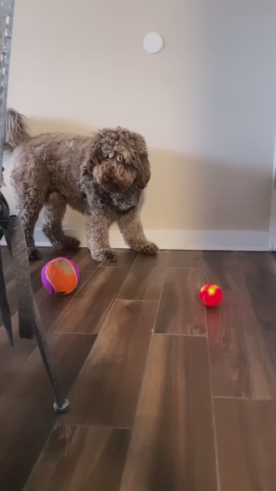 PetRoll Smart Ball